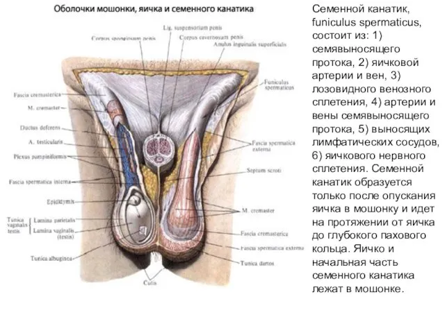 Семенной канатик, funiculus spermaticus, состоит из: 1) семявыносящего протока, 2) яичковой