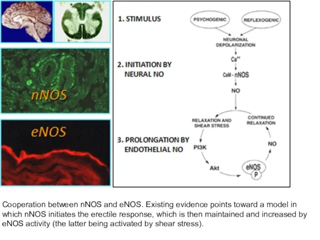 Cooperation between nNOS and eNOS. Existing evidence points toward a model