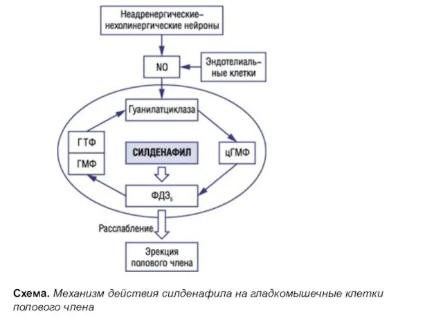 Схема. Механизм действия силденафила на гладкомышечные клетки полового члена