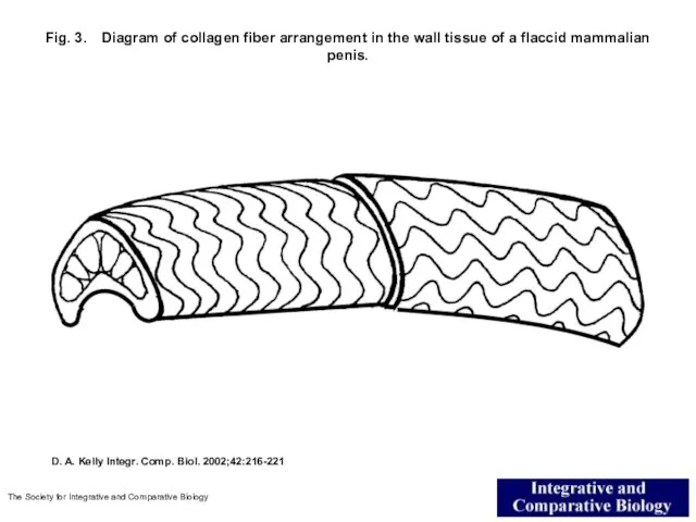 Fig. 3. Diagram of collagen fiber arrangement in the wall tissue