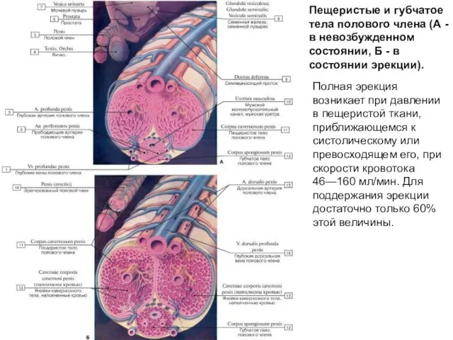 Пещеристые и губчатое тела полового члена (А - в невозбужденном состоянии,