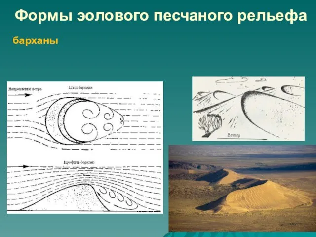 Формы эолового песчаного рельефа барханы