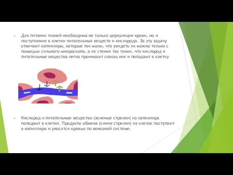 Для питания тканей необходима не только циркуляция крови, но и поступление