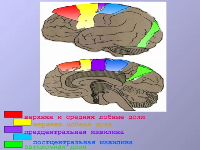 верхняя и средняя лобные доли постцентральная извилина предцентральная извилина верхняя лобная доля затылочная доля