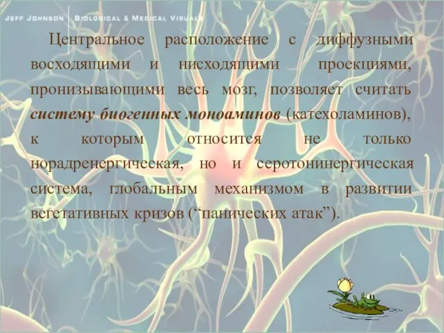 Центральное расположение с диффузными восходящими и нисходящими проекциями, пронизывающими весь мозг,