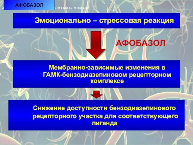 АФОБАЗОЛ Эмоционально – стрессовая реакция Мембранно-зависимые изменения в ГАМК-бензодиазепиновом рецепторном комплексе