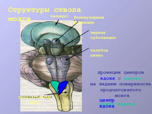 таламус Ретикулярная формация черная субстанция голубое пятно продолговатый мозг проекция центров