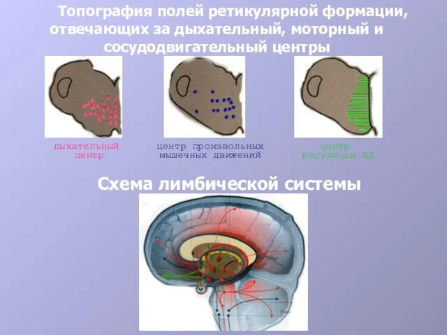 Топография полей ретикулярной формации, отвечающих за дыхательный, моторный и сосудодвигательный центры