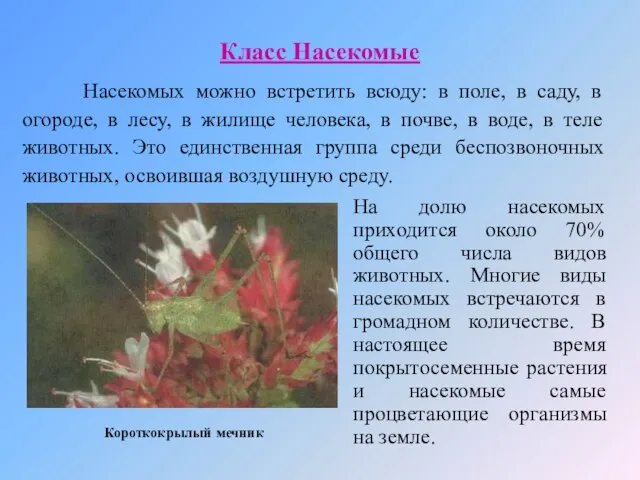 Класс Насекомые Насекомых можно встретить всюду: в поле, в саду, в