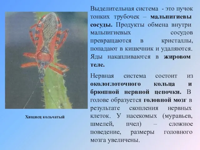 Хищиец кольчатый Выделительная система - это пучок тонких трубочек – мальпигиевы