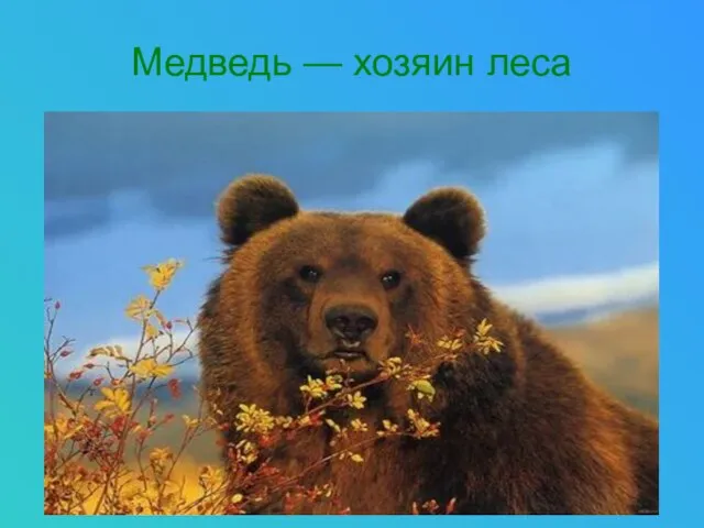 Медведь — хозяин леса