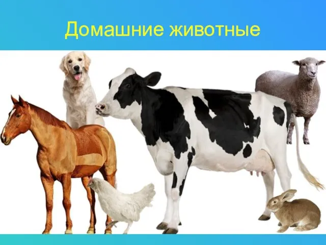 Домашние животные