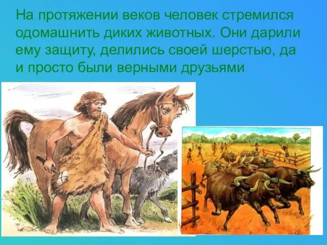 На протяжении веков человек стремился одомашнить диких животных. Они дарили ему