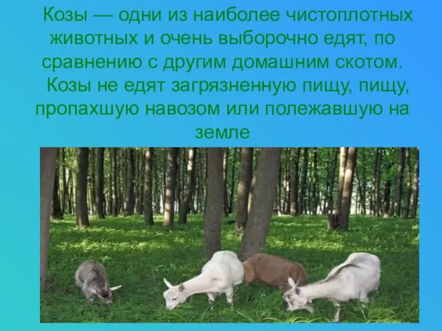 Козы — одни из наиболее чистоплотных животных и очень выборочно едят,