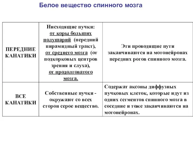 Белое вещество спинного мозга