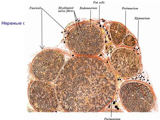 Нервные стволы