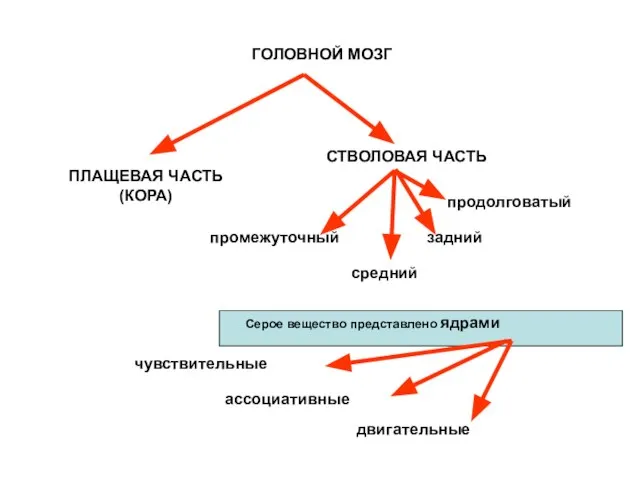 ГОЛОВНОЙ МОЗГ ПЛАЩЕВАЯ ЧАСТЬ (КОРА) СТВОЛОВАЯ ЧАСТЬ промежуточный задний продолговатый средний