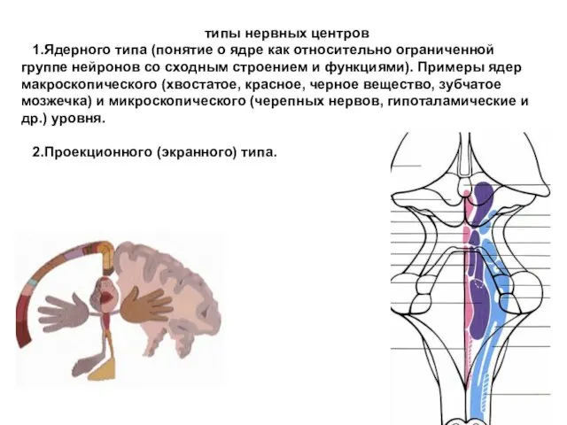 типы нервных центров 1.Ядерного типа (понятие о ядре как относительно ограниченной