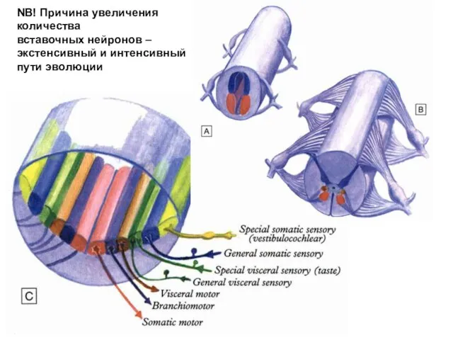 NB! Причина увеличения количества вставочных нейронов – экстенсивный и интенсивный пути эволюции