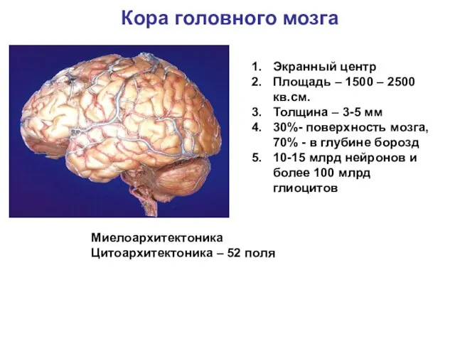 Кора головного мозга Экранный центр Площадь – 1500 – 2500 кв.см.