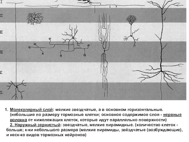 Молекулярный слой: мелкие звездчатые, а в основном горизонтальные. (небольшие по размеру