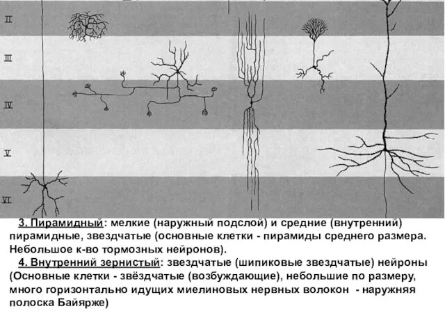 3. Пирамидный: мелкие (наружный подслой) и средние (внутренний) пирамидные, звездчатые (основные