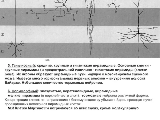 5. Ганглиозный: средние, крупные и гигантские пирамидные. Основные клетки - крупные