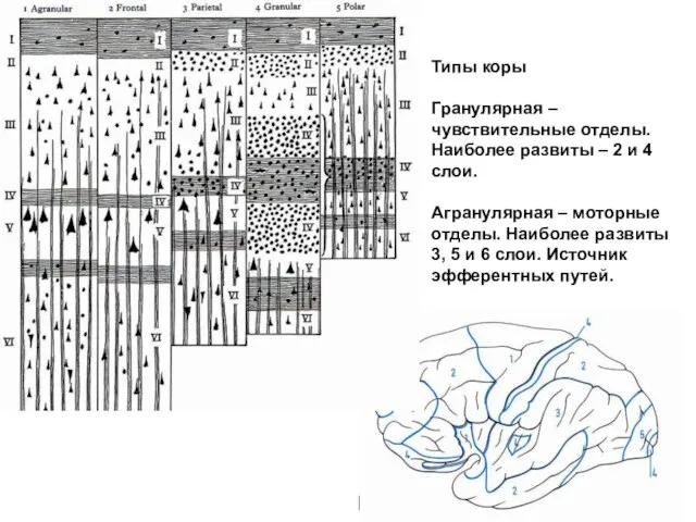 Типы коры Гранулярная – чувствительные отделы. Наиболее развиты – 2 и