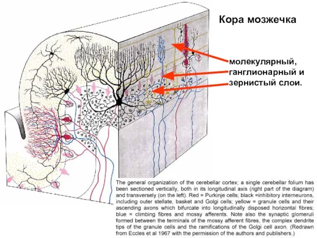 молекулярный, ганглионарный и зернистый слои. Кора мозжечка