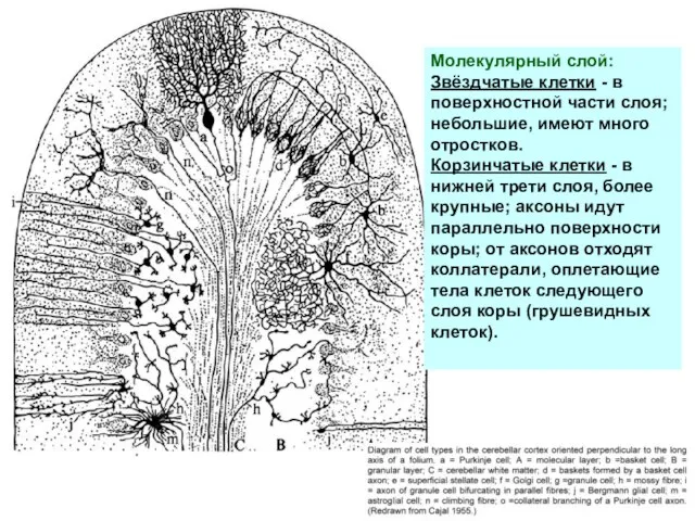 Молекулярный слой: Звёздчатые клетки - в поверхностной части слоя; небольшие, имеют