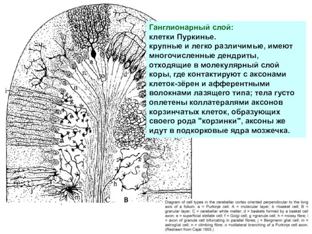 Ганглионарный слой: клетки Пуркинье. крупные и легко различимые, имеют многочисленные дендриты,