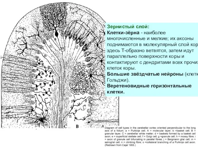 Зернистый слой: Клетки-зёрна - наиболее многочисленные и мелкие; их аксоны поднимаются
