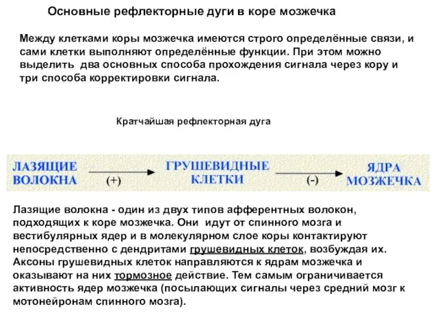 Основные рефлекторные дуги в коре мозжечка Между клетками коры мозжечка имеются