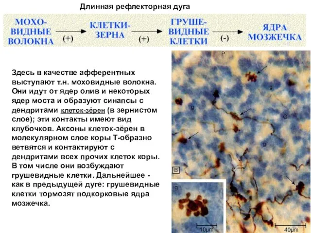 Здесь в качестве афферентных выступают т.н. моховидные волокна. Они идут от