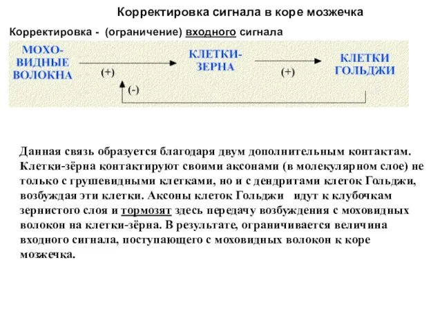 Корректировка сигнала в коре мозжечка Корректировка - (ограничение) входного сигнала Данная