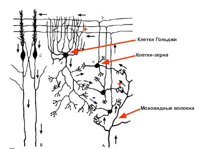 + Моховидные волокна Клетки-зерна + Клетки Гольджи -