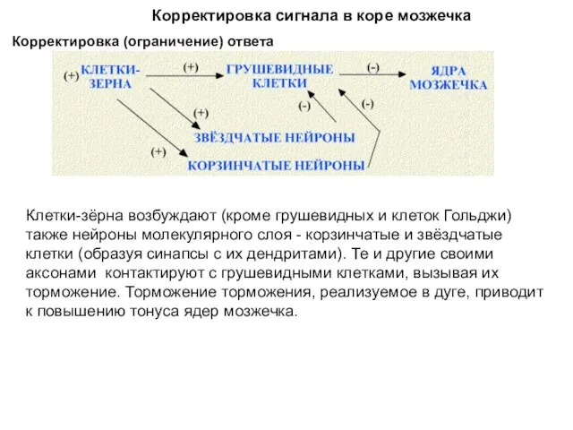 Корректировка сигнала в коре мозжечка Корректировка (ограничение) ответа Клетки-зёрна возбуждают (кроме