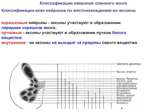 Классификация нейронов спинного мозга Классификация всех нейронов по местонахождению их аксонов