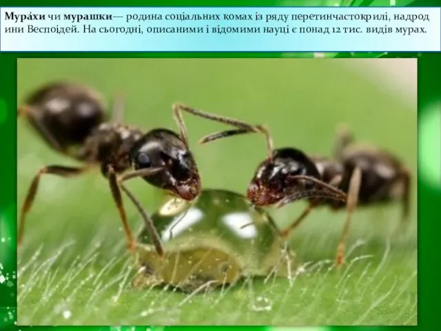 Мура́хи чи мурашки— родина соціальних комах із ряду перетинчастокрилі, надродини Веспоідей.