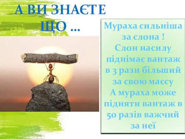 Мураха сильніша за слона ! Слон насилу піднімає вантаж в 3