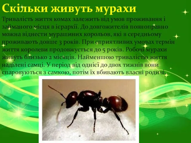 Скільки живуть мурахи Тривалість життя комах залежить від умов проживання і