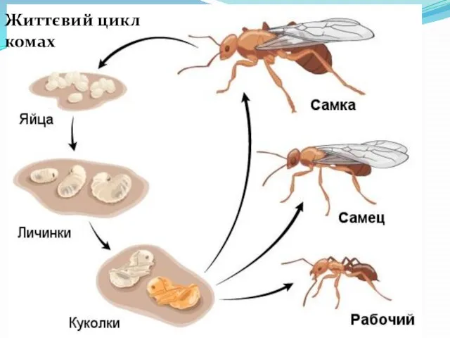 Життєвий цикл комах