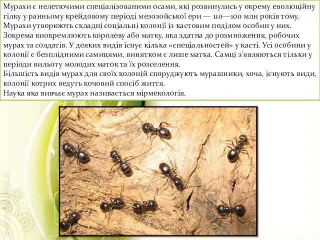 Мурахи є нелетючими спеціалізованими осами, які розвинулись у окрему еволюційну гілку