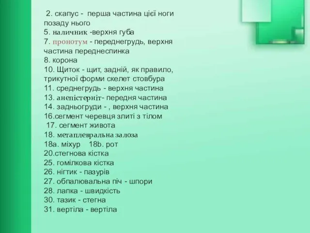 2. скапус - перша частина цієї ноги позаду нього 5. наличник