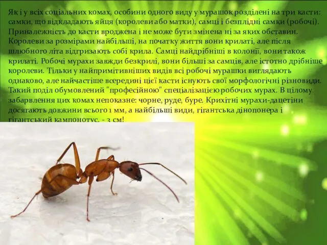 Як і у всіх соціальних комах, особини одного виду у мурашок