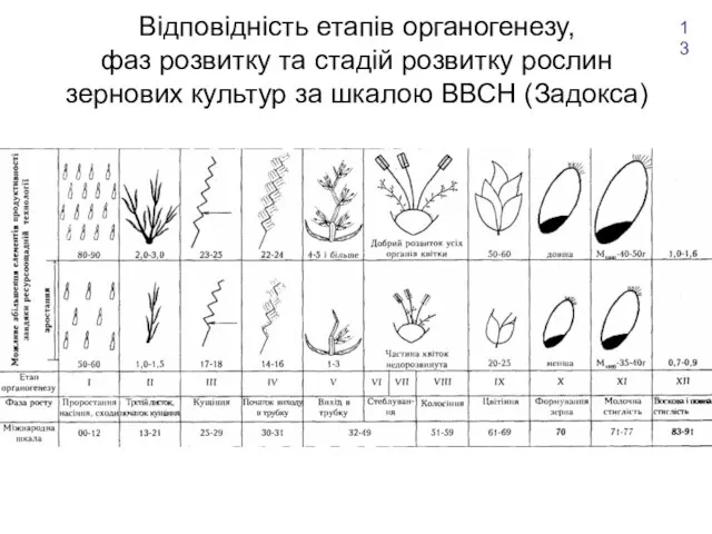 Відповідність етапів органогенезу, фаз розвитку та стадій розвитку рослин зернових культур за шкалою ВВСН (Задокса) 13