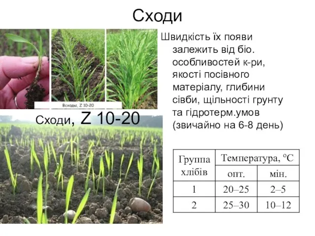 Сходи Швидкість їх появи залежить від біо.особливостей к-ри, якості посівного матеріалу,