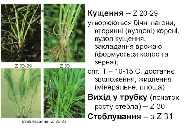 Кущення – Z 20-29 утворюються бічні пагони, вторинні (вузлові) корені, вузол