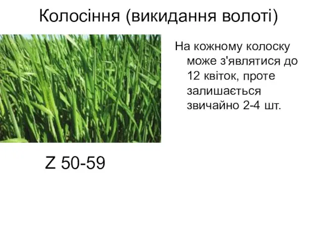 Колосіння (викидання волоті) На кожному колоску може з'являтися до 12 квіток,