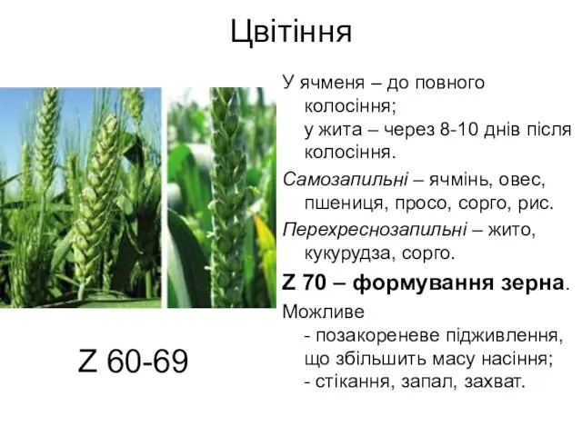 Цвітіння У ячменя – до повного колосіння; у жита – через